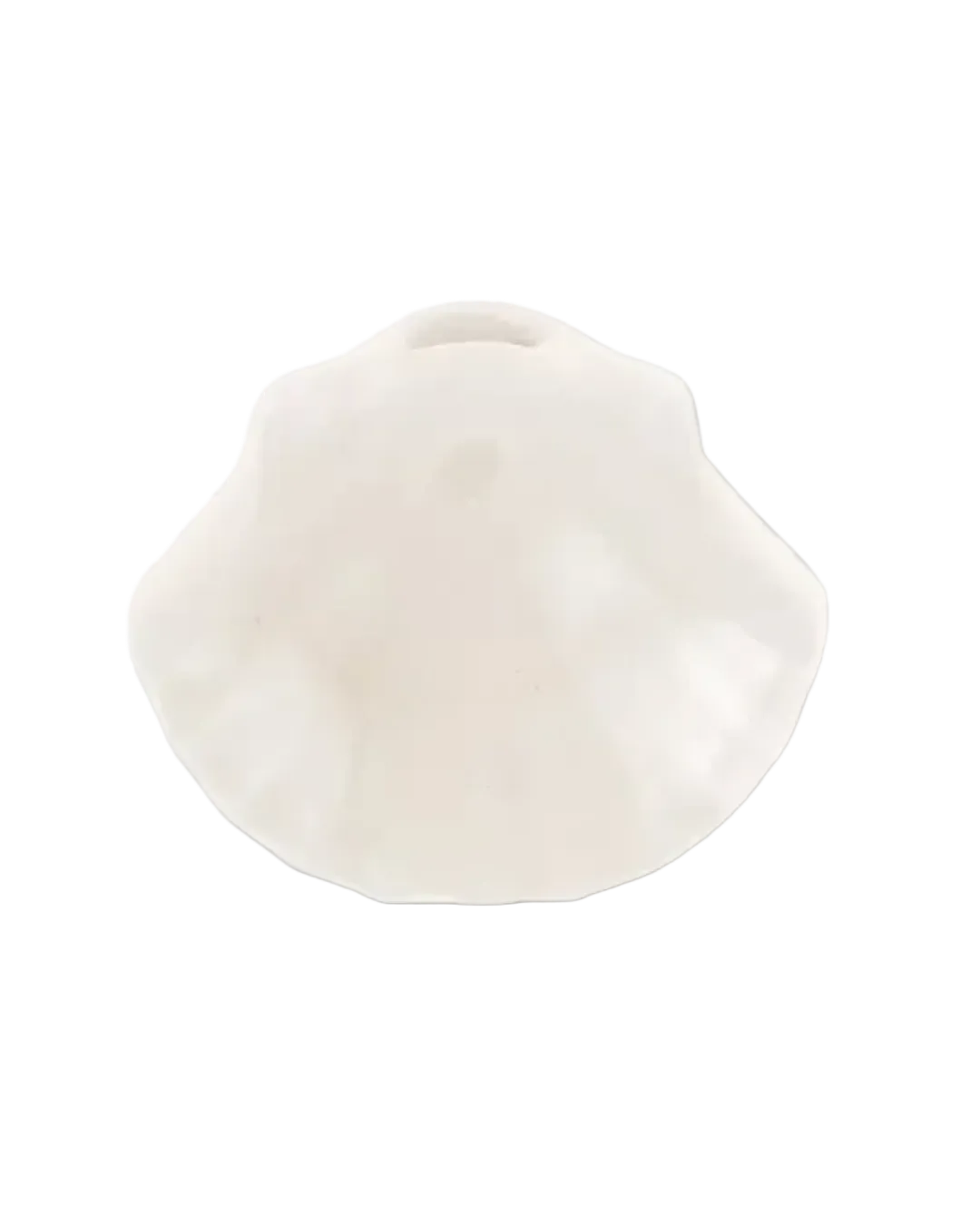 Coquillage colorée