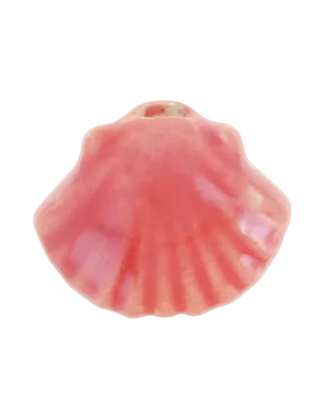 Coquillage colorée
