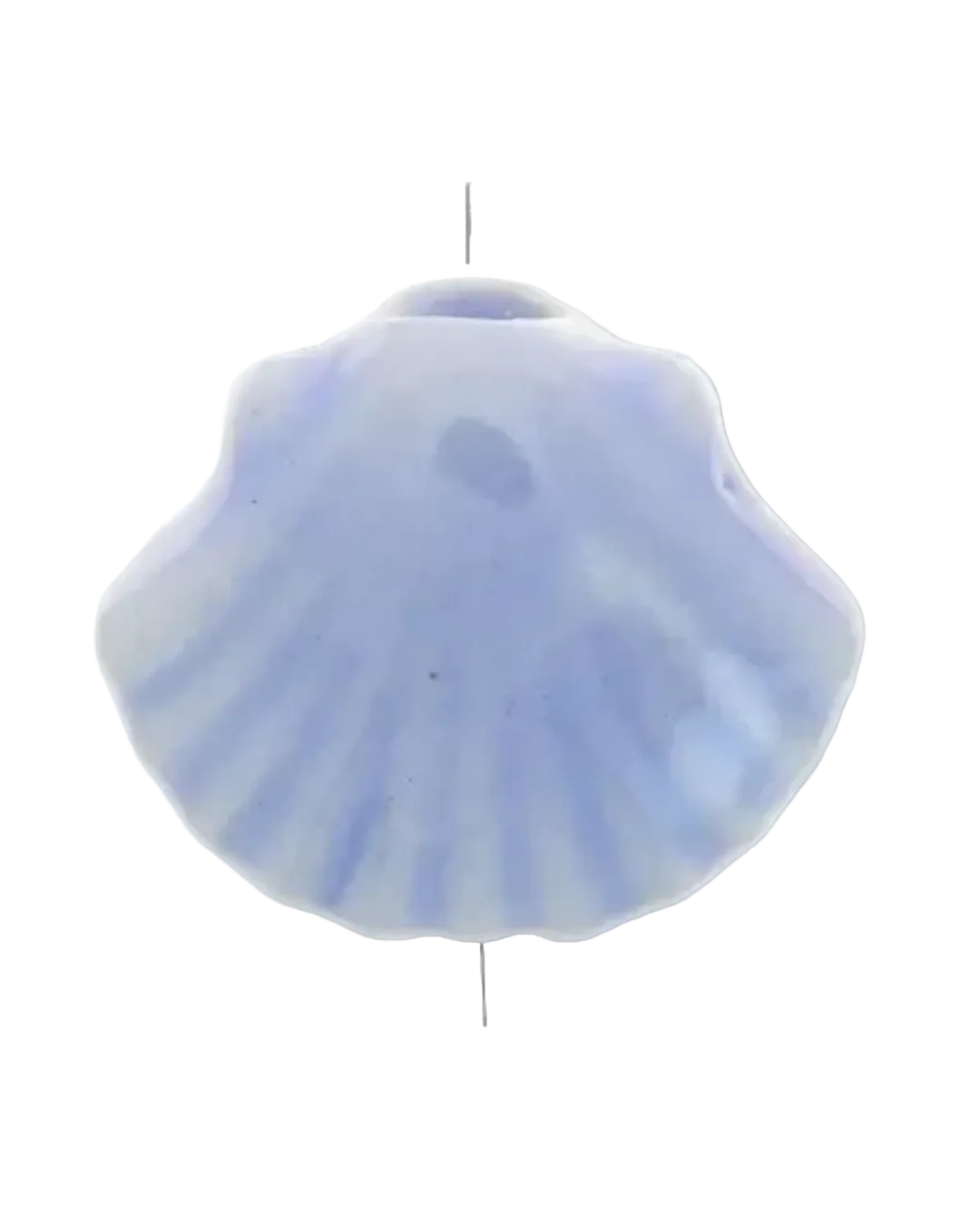 Coquillage colorée