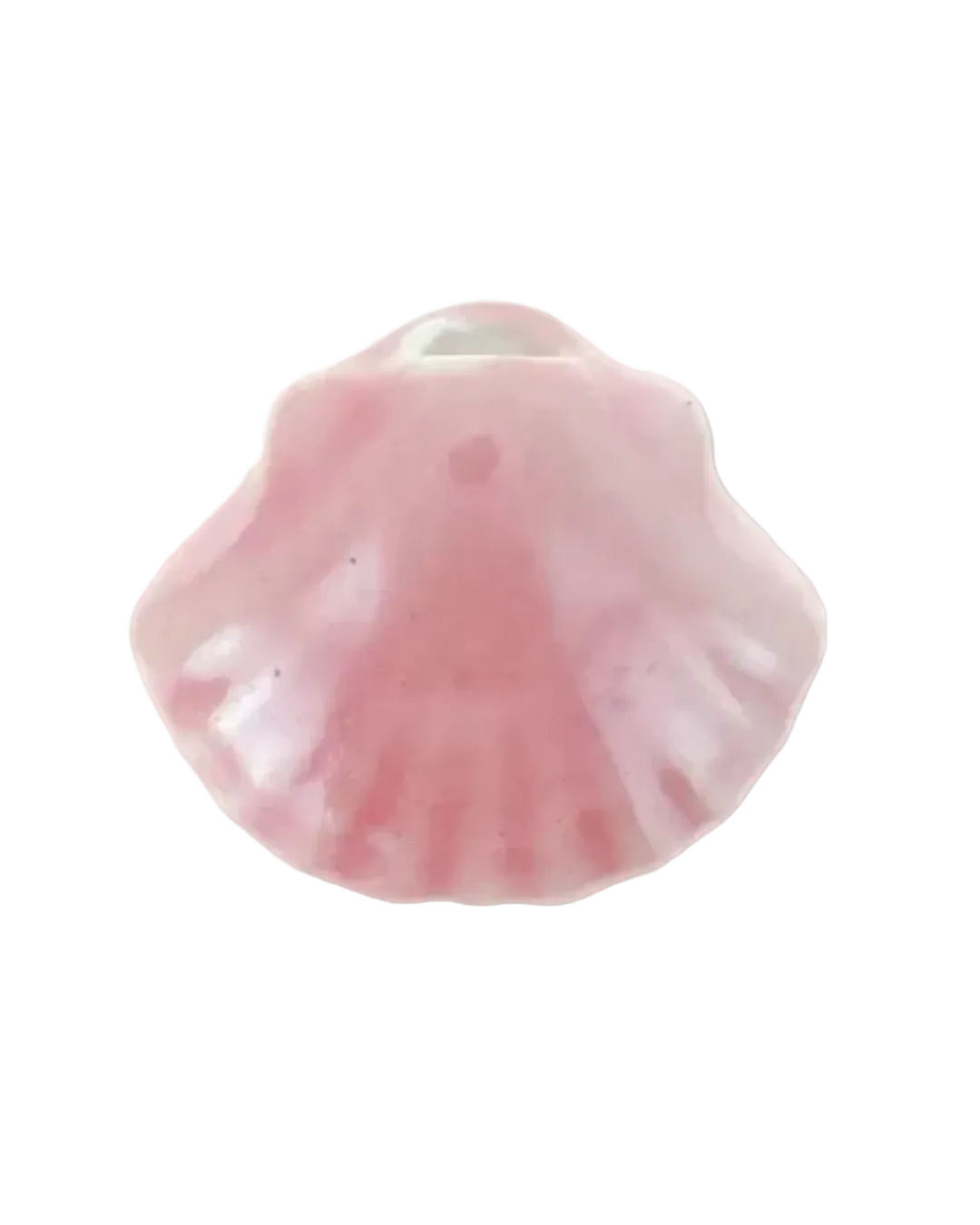 Coquillage colorée