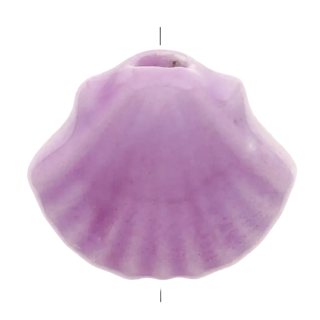 Coquillage colorée