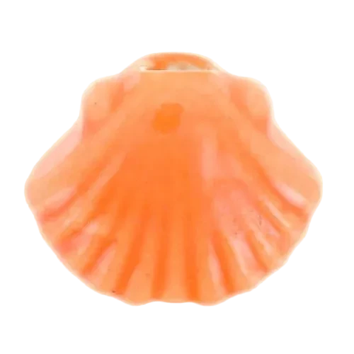 Coquillage colorée